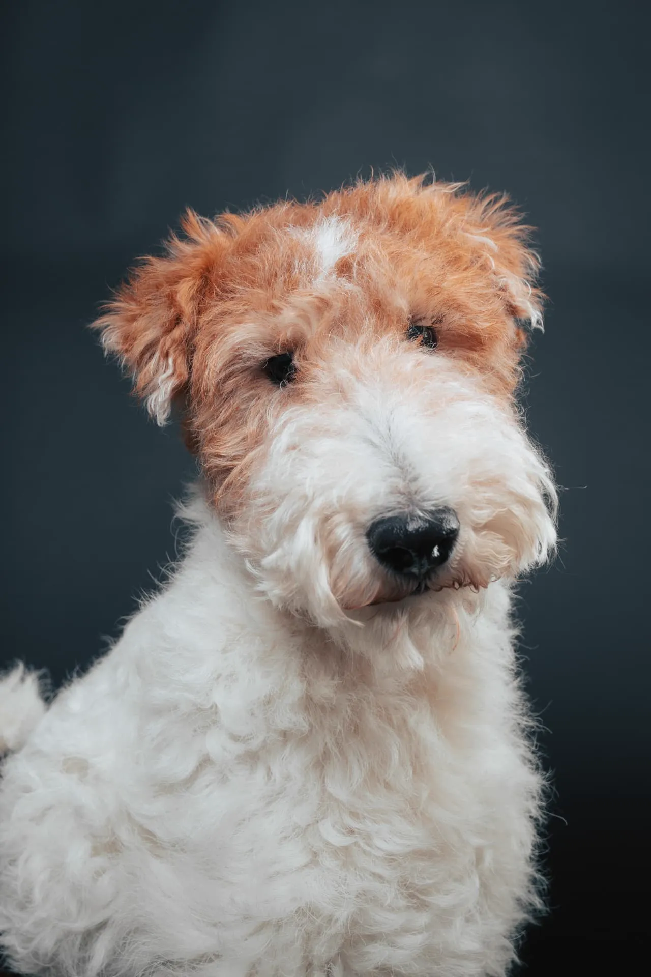 Ritratto in studio di un fox terrier a pelo ruvido su fondale scuro