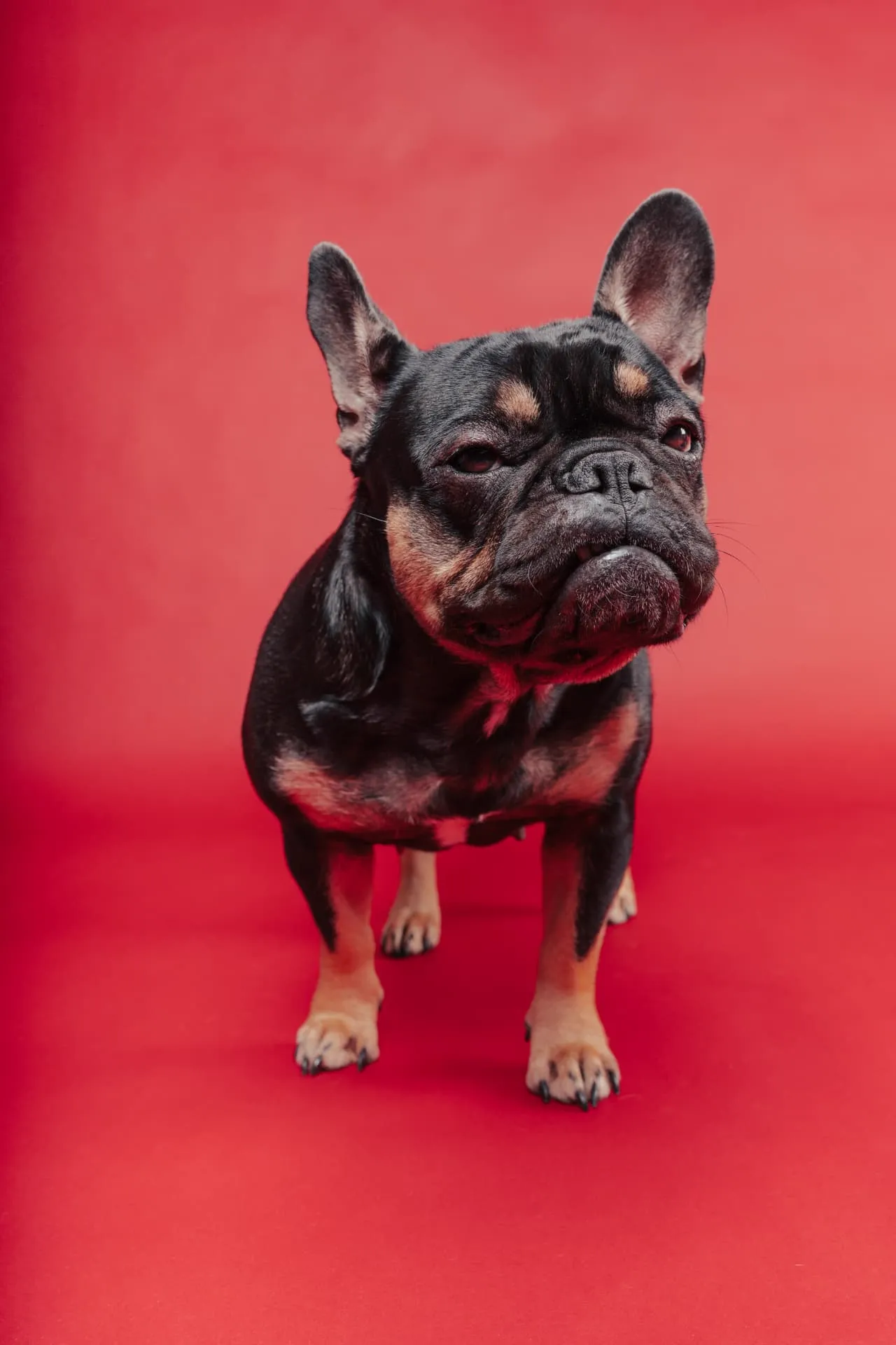 Bulldog francese nero focato in studio su fondale rosso