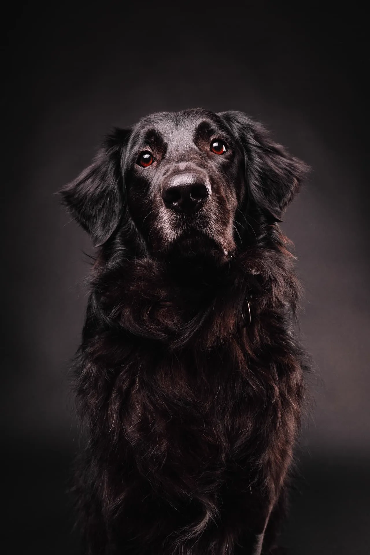 Cane nero a pelo lungo ritratto in studio con luce morbida