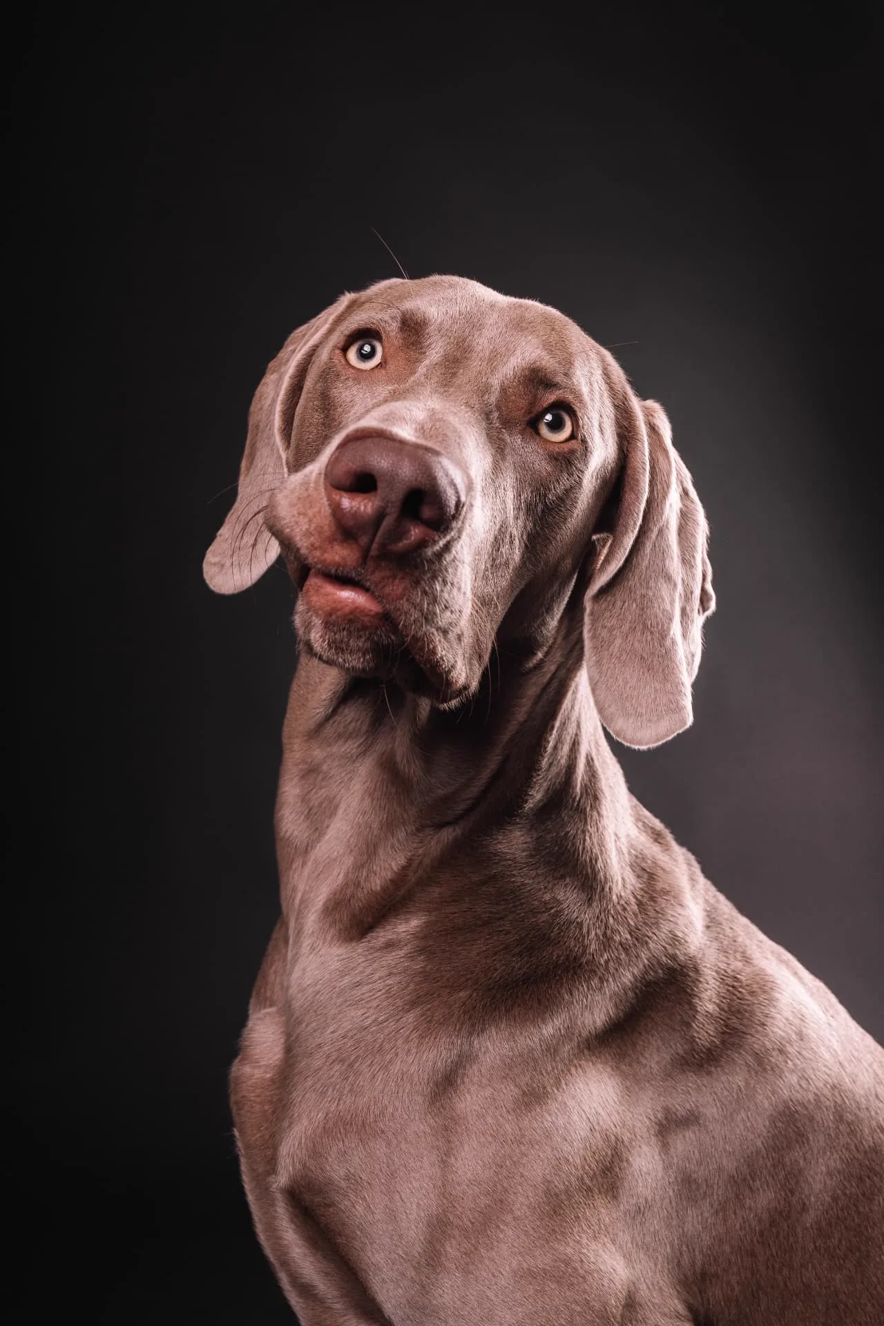 Ritratto in studio di un Weimaraner su fondo scuro