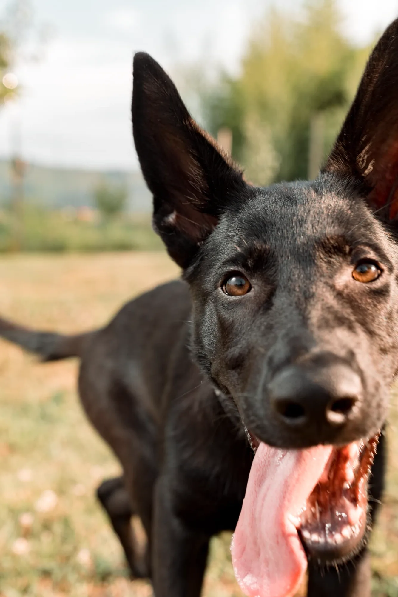 Cane nero con orecchie dritte e lingua di fuori fotografato all'aperto — pet photography a Gorizia