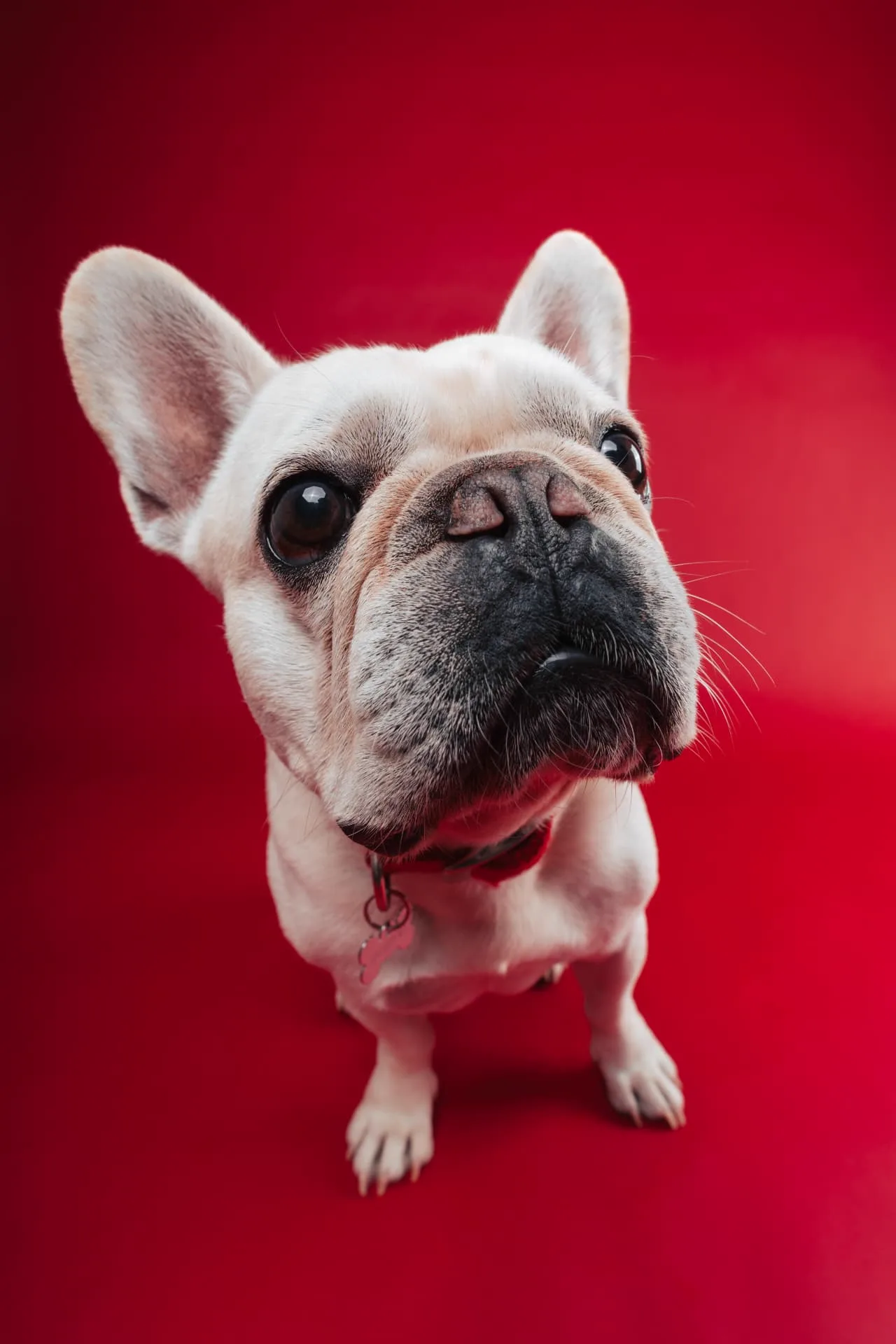Ritratto in studio di un bulldog francese su fondo rosso
