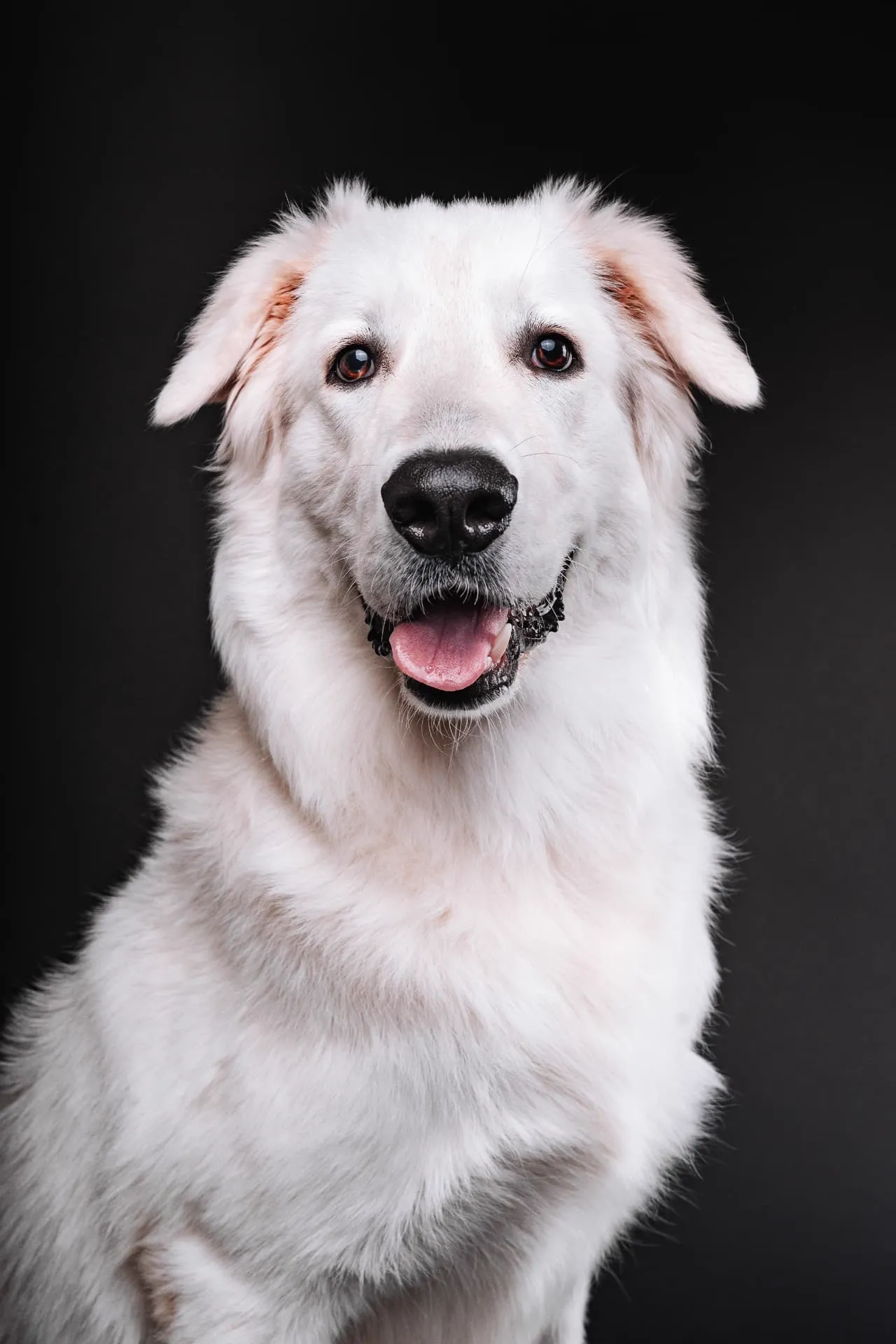 Ritratto in studio di un cane bianco a pelo lungo su fondale nero