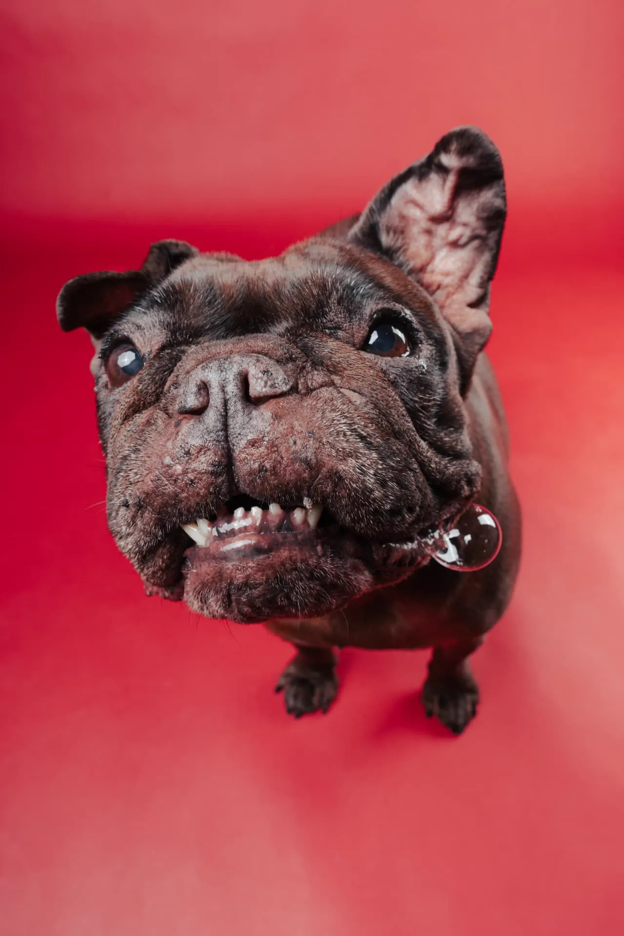 Bulldog francese che gioca con una bolla di sapone in studio su fondale rosso