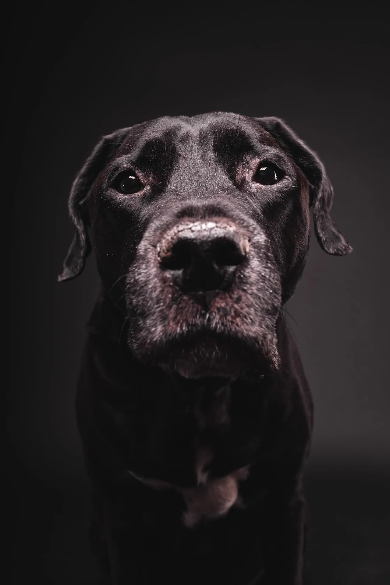 Ritratto in studio di un labrador nero su fondale scuro — pet photography Gorizia